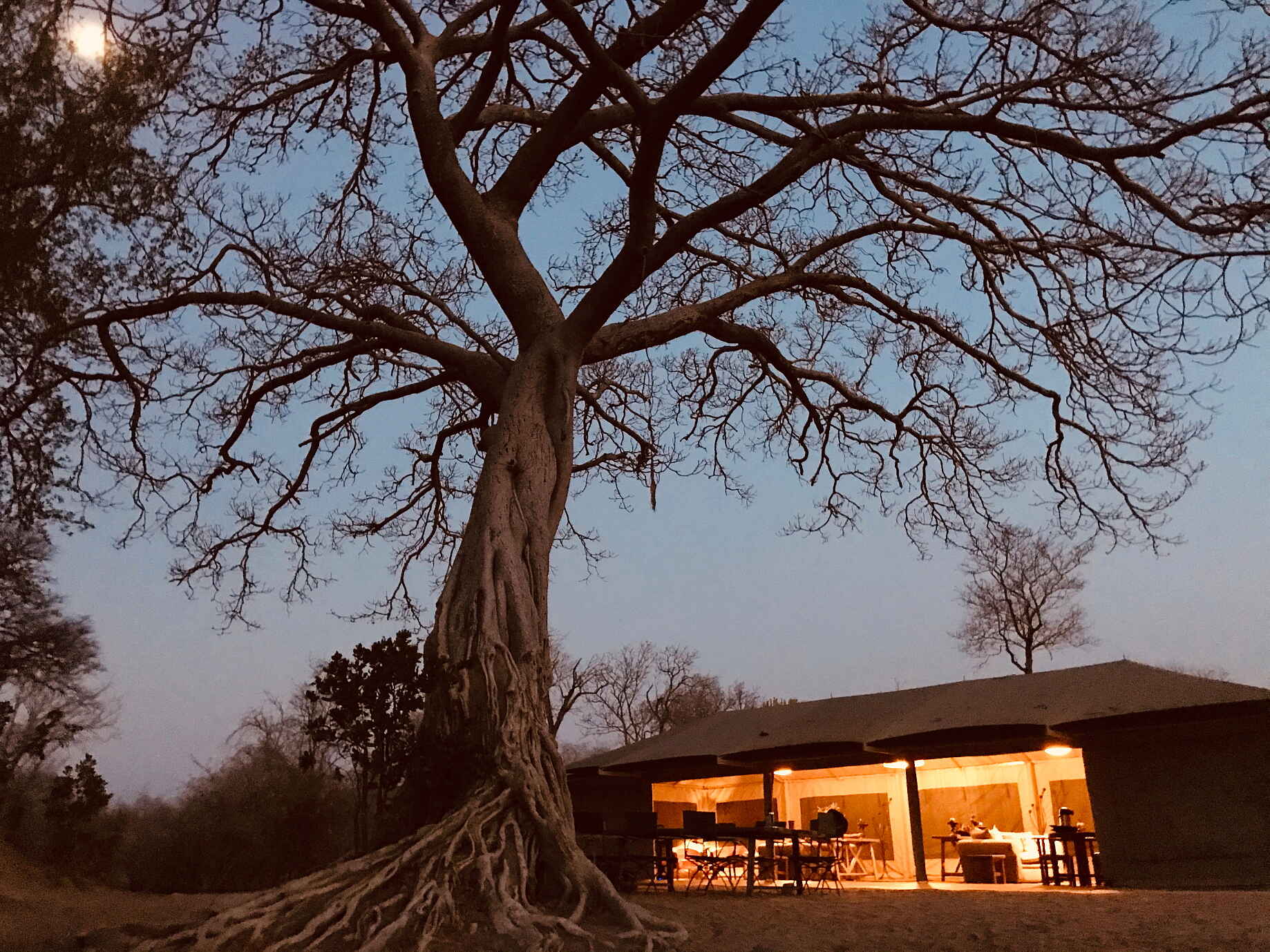 Ingwe Pan, Ingwe Pan Camp, Machaba Safaris, Mana Pools National Park, Gästezelt, Würgefeige, Afrikarma, Afrikarma Safaris, Afrikarma Safaris - Wildnis. Hautnah., Afrikarma.de