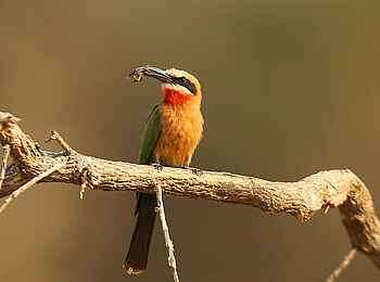 Kavinga Safari Camp: White Fronted Bee Eater Kavinga Safari Camp: White Fronted Bee Eater