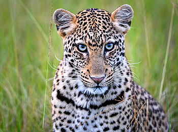 Magashi Camp: Mit etwas Glück sieht man Leoparden