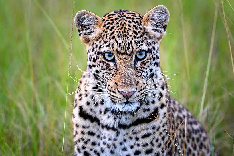 Magashi Camp: Mit etwas Glück sieht man Leoparden Magashi Camp: Mit etwas Glück sieht man Leoparden