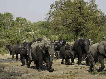 MalaMala Rattrays Camp: Erfrischende Elefanten MalaMala Rattrays Camp: Erfrischende Elefanten