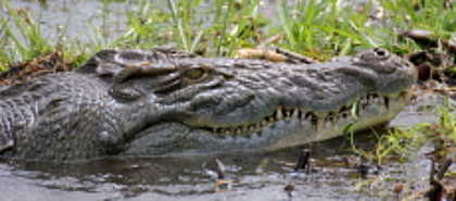 Murchison Falls National Park