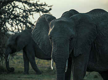 Ol Seki Hemingways Mara: Elefanten auf der Pirschfahrt