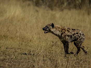 Selinda Camp: Hyäne