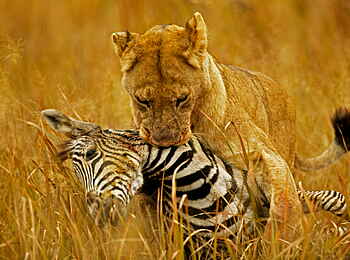 Selinda Camp: Löwe mit Zebra im Maul