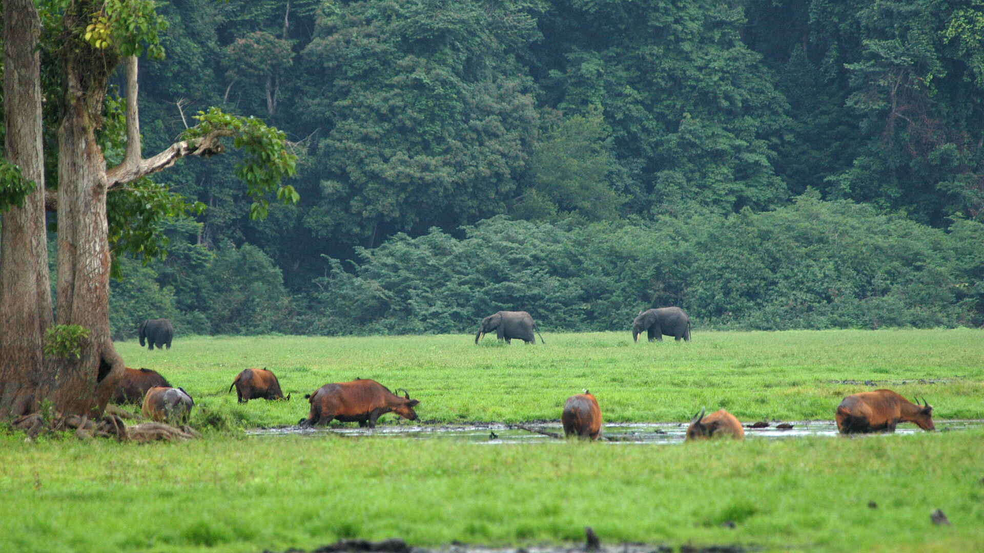 Sette Cama Eco Camp: Lichtung mit Waldbüffel