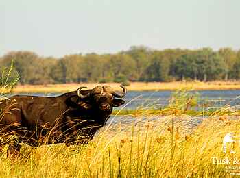 Tusk and Mane Safaris: Büffelbulle Tusk and Mane Safaris: Büffelbulle