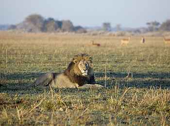 Busanga Bush Camp: Chillender Löwe Busanga Bush Camp: Chillender Löwe