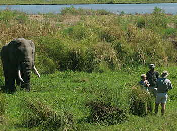 Goliath Tented Camp: Elefant im Ufergras