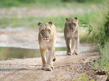 Hoanib Valley Camp: Löwen