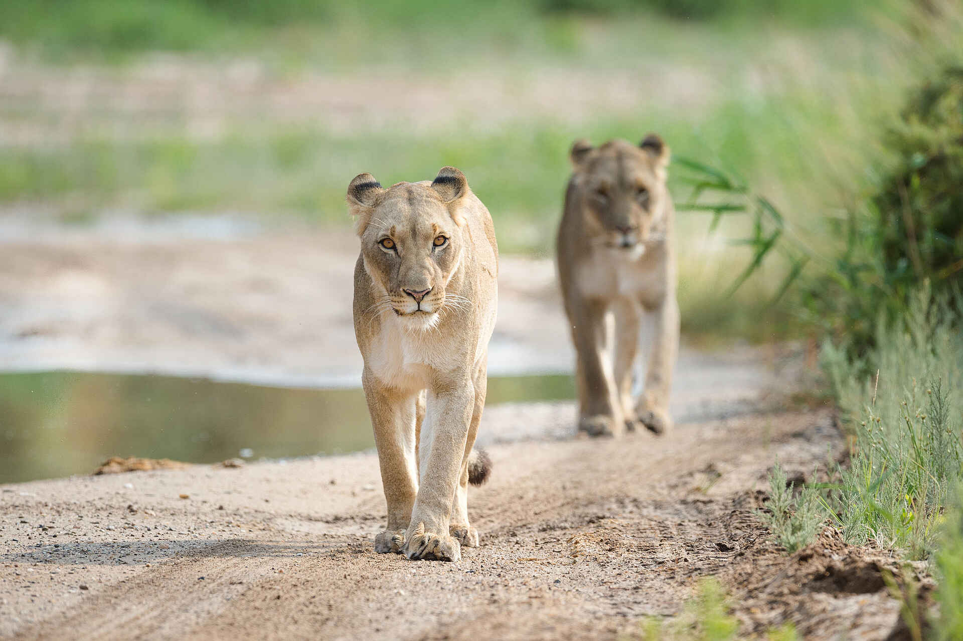 Hoanib Valley Camp: Löwen