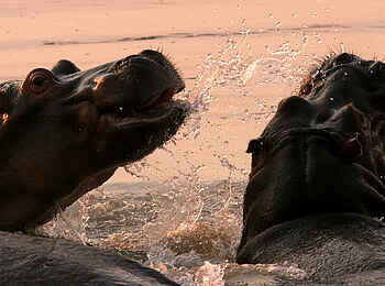 Kaingo Camp: Nilpferde in der Dämmerung