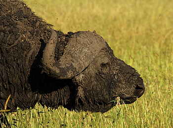 Karen Blixen Camp: Büffelportrait Karen Blixen Camp: Büffelportrait