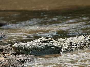 Legendary Songa Migrational Camp: Krokodil
