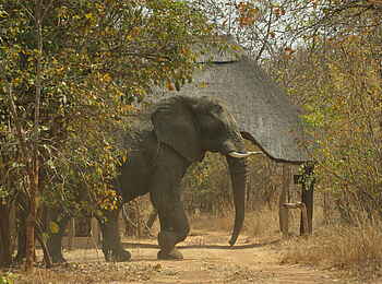 Leopard Lodge: Elefant in der Nähe der Lodge