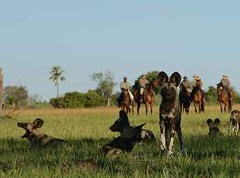 Macatoo Camp: Afrikanische Wildhunde