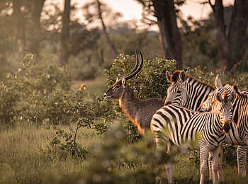 Sable Alley Camp: Wasserbock und Zebras