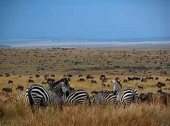 Serian Serengeti North: Zebras in der Serengeti Serian Serengeti North: Zebras in der Serengeti