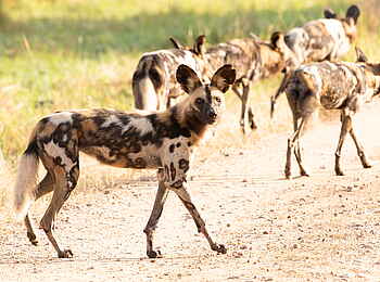 Shawa Luangwa Camp: Wildhunde