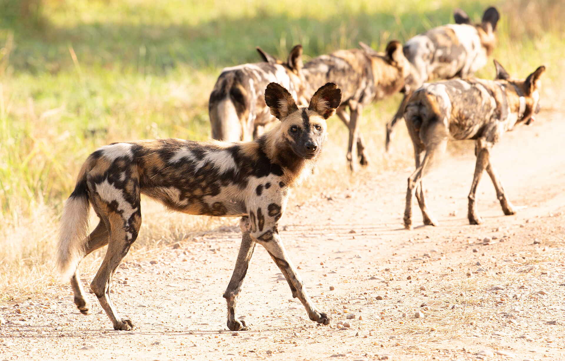 Shawa Luangwa Camp: Wildhunde