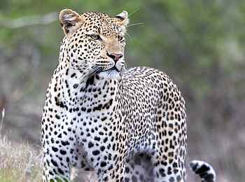 Simbavati Waterside Lodge: Ein Leopard Simbavati Waterside Lodge: Ein Leopard