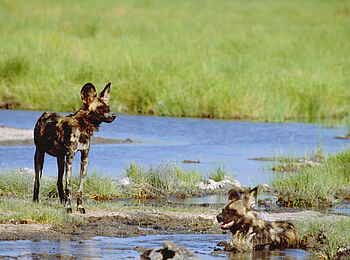Tafika Camp: Badende Wildhunde