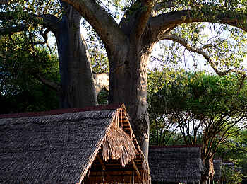 Tarangire Safari Lodge: Safari-Zelt Tarangire Safari Lodge: Safari-Zelt