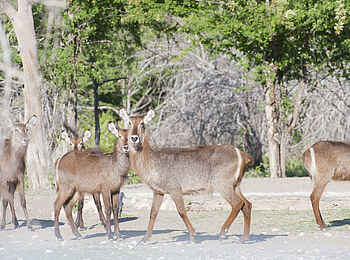 Emanya Etosha Game Lodge: Wachsame Wasserböcke Emanya Etosha Game Lodge: Wachsame Wasserböcke