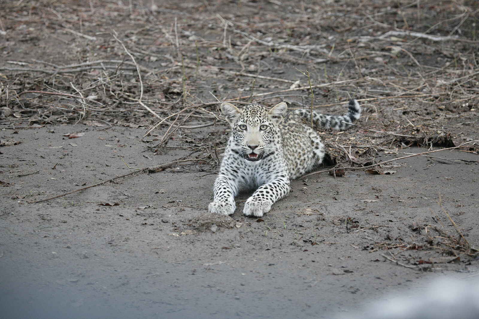 Little Vundu Camp: Ruhender Leopard Little Vundu Camp: Ruhender Leopard