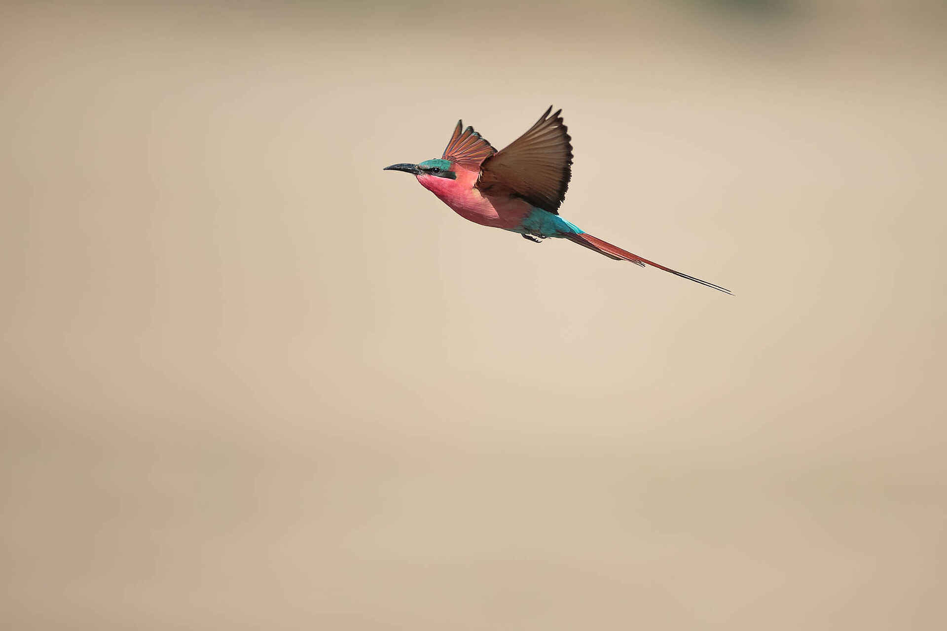 Gavin Opie, Musilashi River, Nkonzi Bush Camp, South Luangwa National Park, Karminspint, Vogel, Game Drive, Afrikarma, Afrikarma Safaris, Afrikarma Safaris. Wildnis. Hautnah., Afrikarma.de