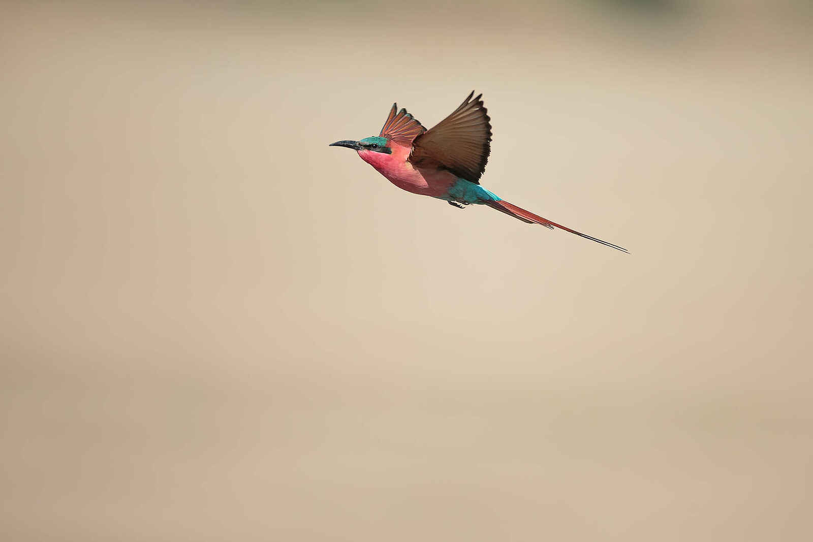 Nkonzi Bush Camp: Karminspint im Flug Nkonzi Bush Camp: Karminspint im Flug