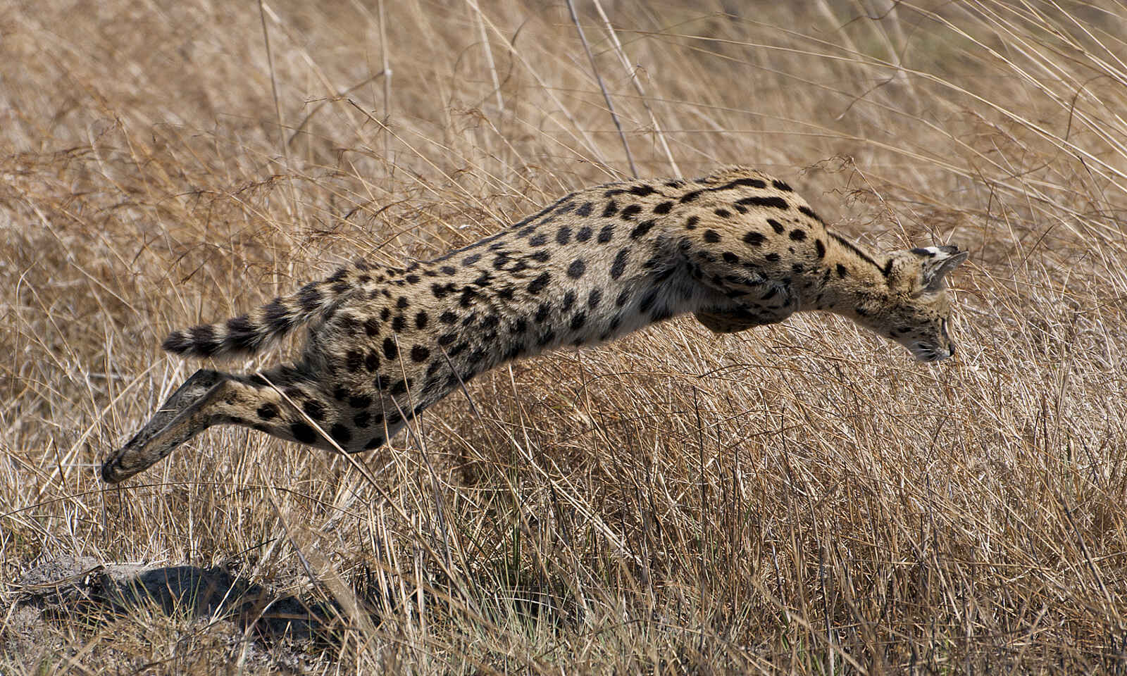 Ntemwa Busanga Bushcamp: Springender Serval Ntemwa Busanga Bushcamp: Springender Serval