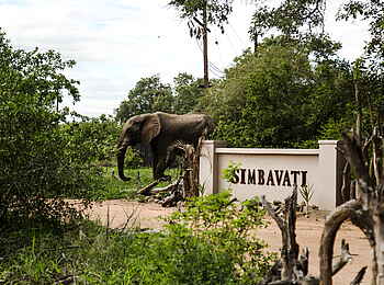 Simbavati River Lodge: Elefant schländert am Lodge-Eingang vorbei