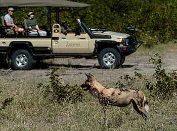 Tuludi Camp: Wildhund Tuludi Camp: Wildhund