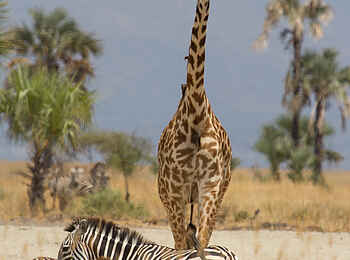 Chem Chem Lodge: Zebras mit Aufpasser Chem Chem Lodge: Zebras mit Aufpasser