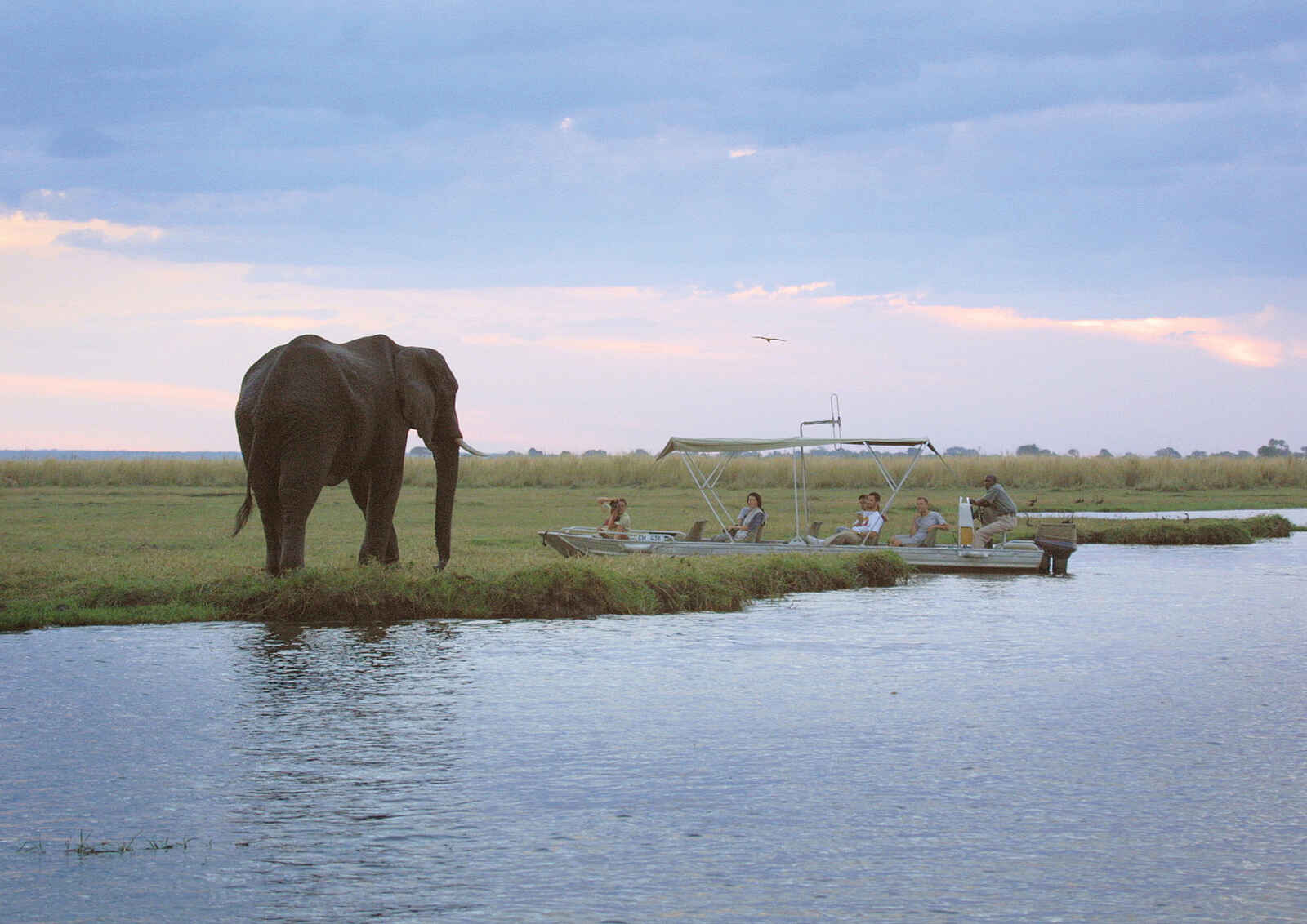 Chobe Safari Lodge: Elefant am Chobe Chobe Safari Lodge: Elefant am Chobe