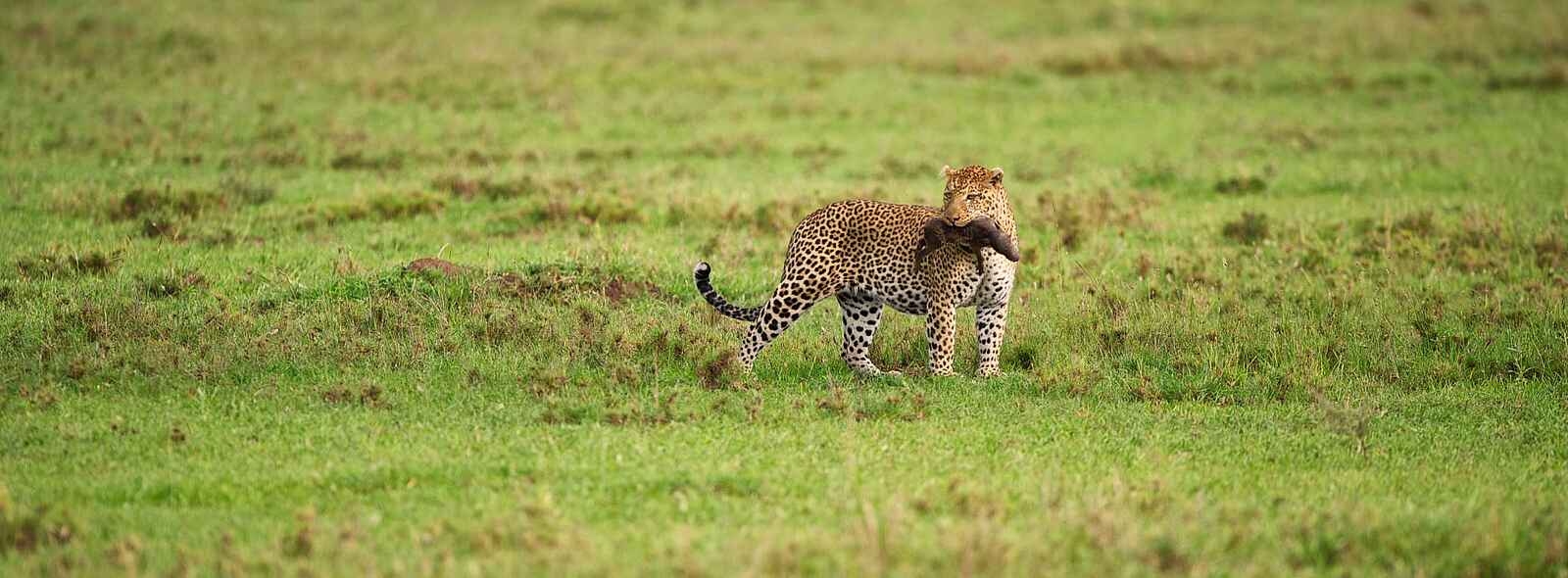 Dunia Camp: Leopard mit Beute Dunia Camp: Leopard mit Beute