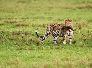 Dunia Camp: Leopard mit Beute Dunia Camp: Leopard mit Beute
