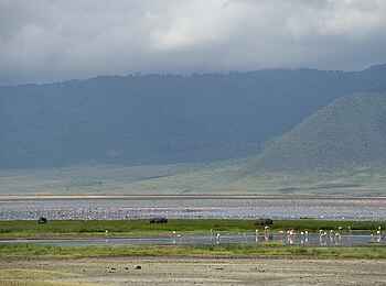 Entamanu Ngorongoro Camp: Flamingos