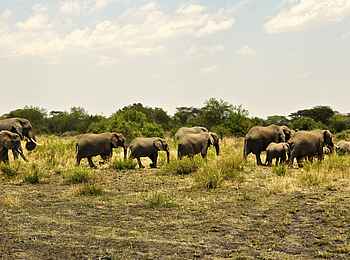 Grumeti Hills Camp: Elefantenherde