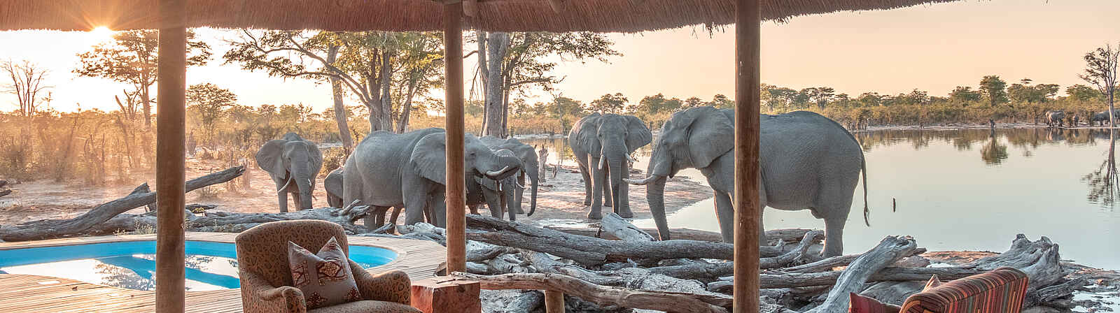 Elephant Pan Camp: Blick auf Pool und Wasserloch mit Elefanten Elephant Pan Camp: Blick auf Pool und Wasserloch mit Elefanten
