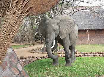 Kafunta River Lodge: Elefant auf dem Lodge-Rasen