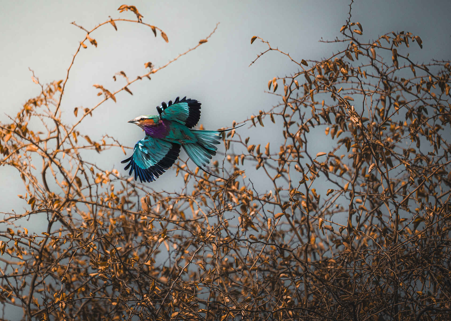Kambaku Safari Lodge: Gabelracke im Flug