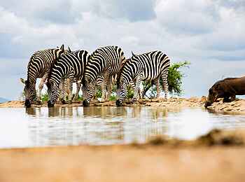 Last Word Madikwe Lodge: Zebras