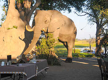 Macatoo Camp: Mittagessen mit Elefanten