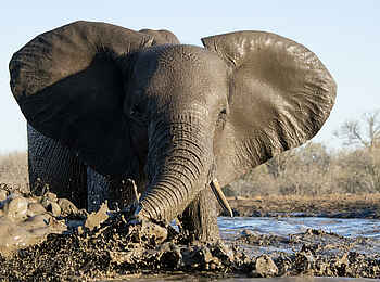 Mashatu Lodge: Elefant im Wasser Mashatu Lodge: Elefant im Wasser