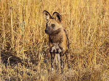 Mbamba: Ein seltener Wildhund Mbamba: Ein seltener Wildhund