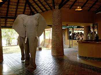Mfuwe Lodge: Ungewöhnliche Begegnung