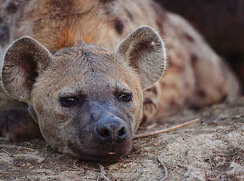 Motswari Game Lodge: Schläfrige Hyäne