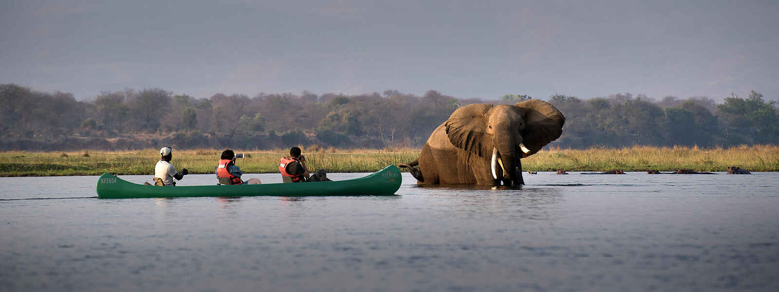 Nyamatusi Mahogany: Kanufahrt mit Elefantenbegegnung auf dem Sambesi Nyamatusi Mahogany: Kanufahrt mit Elefantenbegegnung auf dem Sambesi